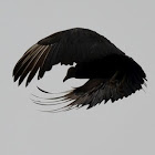 Black Buzzards (Vultures)
