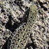 Spotted Dwarf Gecko