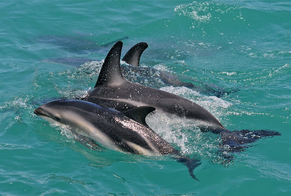 Dusky dolphins group of three porpoising - Stock Image - C042/8638 -  Science Photo Library