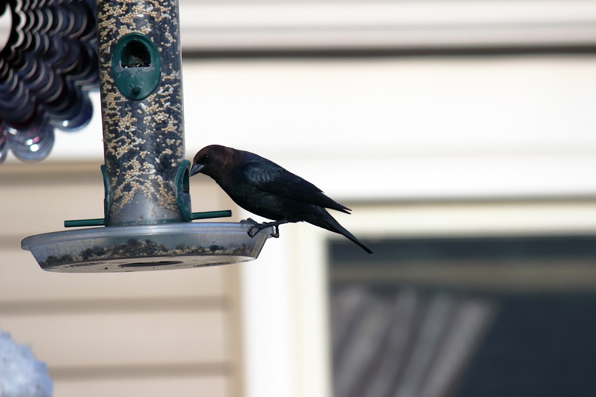 Brown-Headed Cowbird