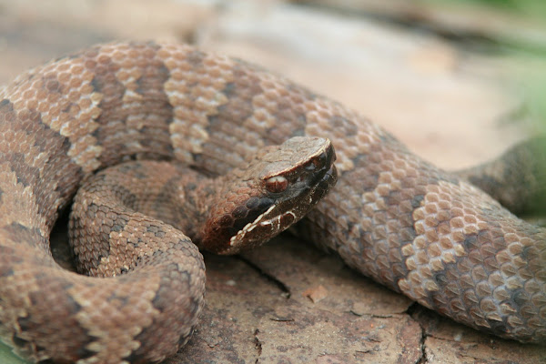 Cottonmouth | Project Noah