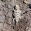 Desert short-horned lizard