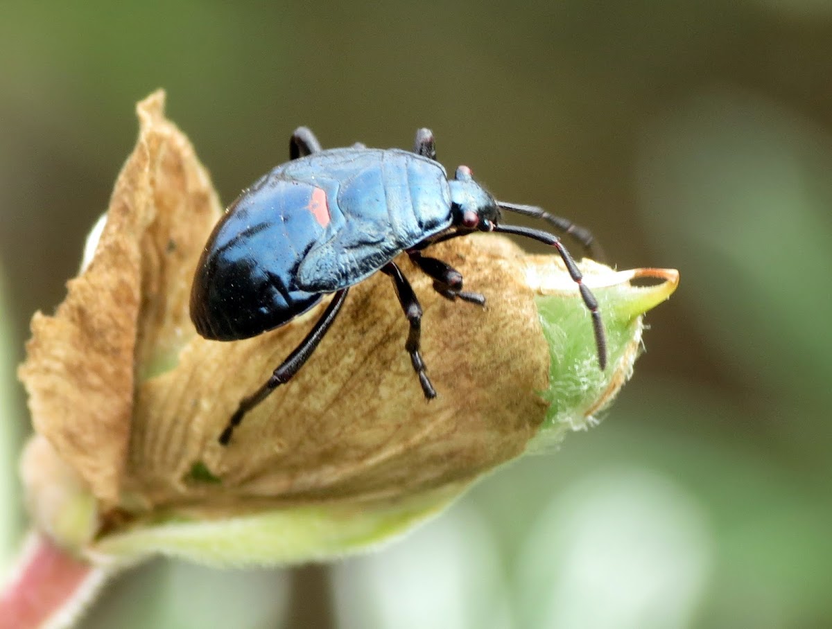 Bordered Plant Bug (nymph)