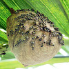 Wasp Hive - Colmena de Avispas