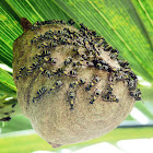 Wasp Hive - Colmena de Avispas