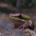 Eastern Dwarf Tree Frog, Eastern Dwarf Sedgefrog