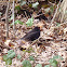 Common Blackbird / Kos (Male)