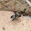 Tribe Villini - Banded Beeflies