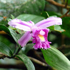 Ochid - Orquídea