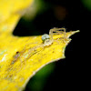 Green-bellied Spider