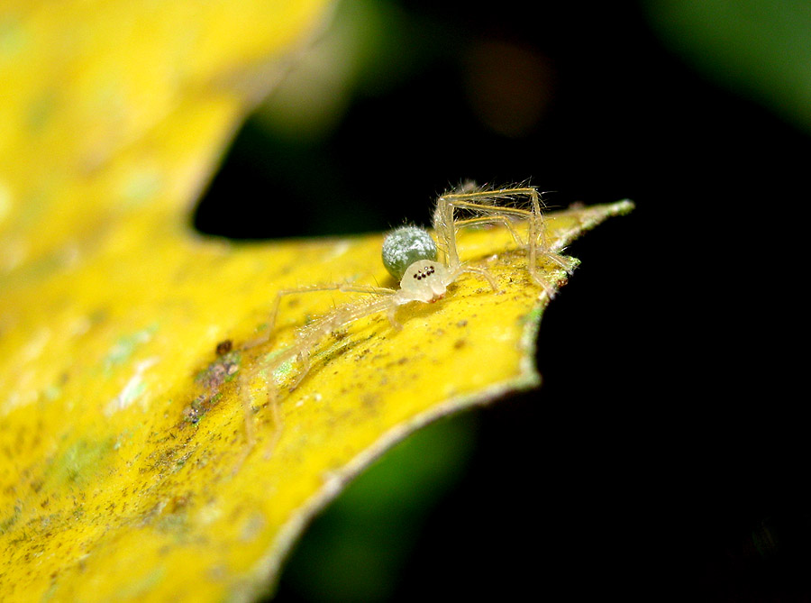 Green-bellied Spider