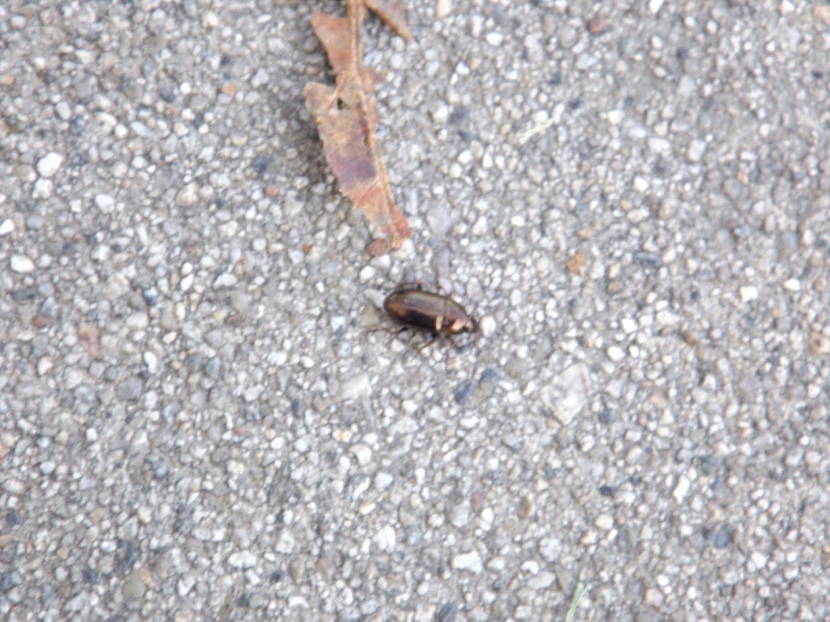 False Ground Beetle