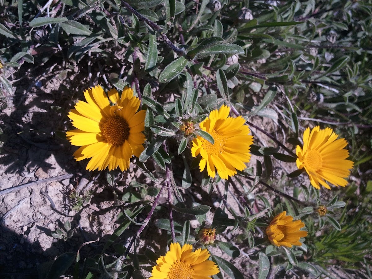 Marguerite daisy