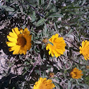 Marguerite daisy