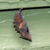 Swallowtail Chrysalis