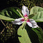 Painted trillium