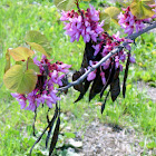 Western Red Bud.