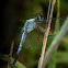 Eastern Blacktail (Black tailed skimmer)