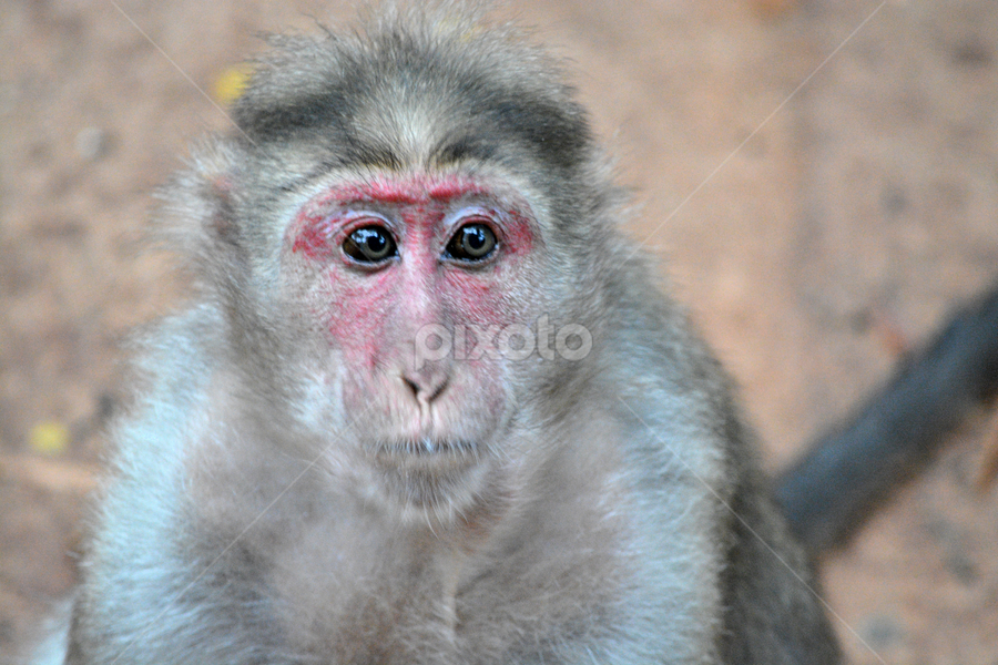 pust Advent Tordenvejr Monkey with full makeup | Other Mammals | Animals | Pixoto