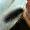 Erebid Moth Caterpillar