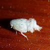 Homoptera Nymph