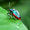 Cotton Harlequin Bug (Male)