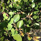 Japanese evergreen spicebush