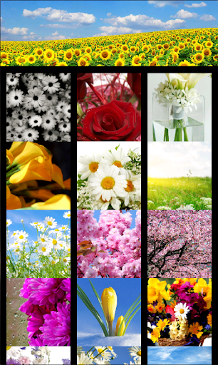 Flower Wallpaper