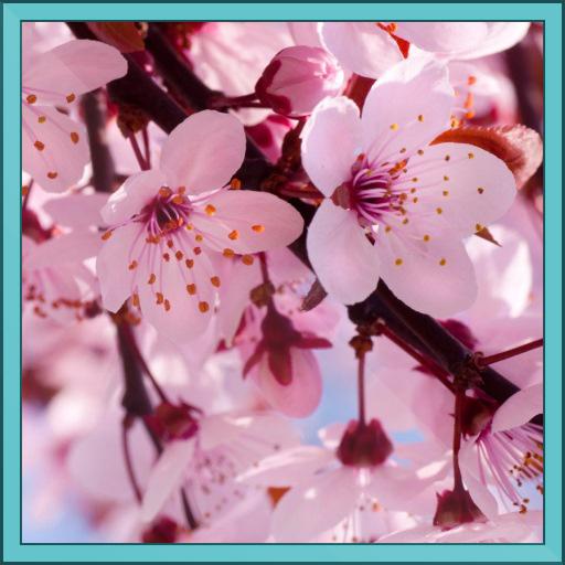 Cherry Blossoms Live Wallpaper LOGO-APP點子