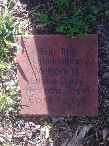 Tulip Tree Memorial
