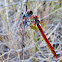 Yellow winged darter Dragonfly
