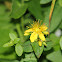 Spotted St. Johnswort