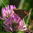 Peck's Skipper