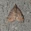Microdes Moth - geometrid