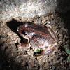Whistling tree frog/ Verreaux's tree frog