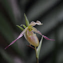 Orquidea Phragmipedium ecuadorense