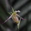 Orquidea Phragmipedium ecuadorense