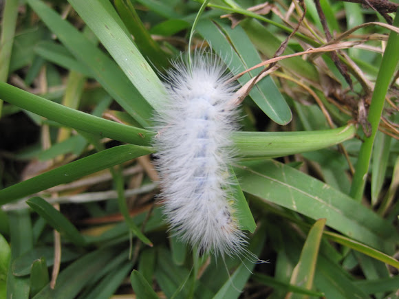 Oruga blanca. | Project Noah