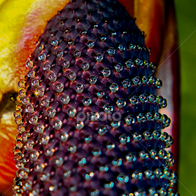 by Ronald Wahyudi - Nature Up Close Other Natural Objects