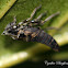 Leafhopper Exuvia