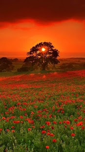 Flowers Wallpapers Screenshots 3
