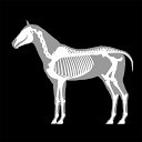 3D Horse Anatomy Software mobile app icon