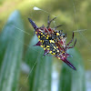 Spiny orb-weaver Spider