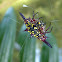Spiny orb-weaver Spider