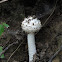 White Spiky Mushroom
