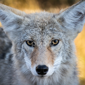Staredown by E.g. Orren - Animals Other Mammals