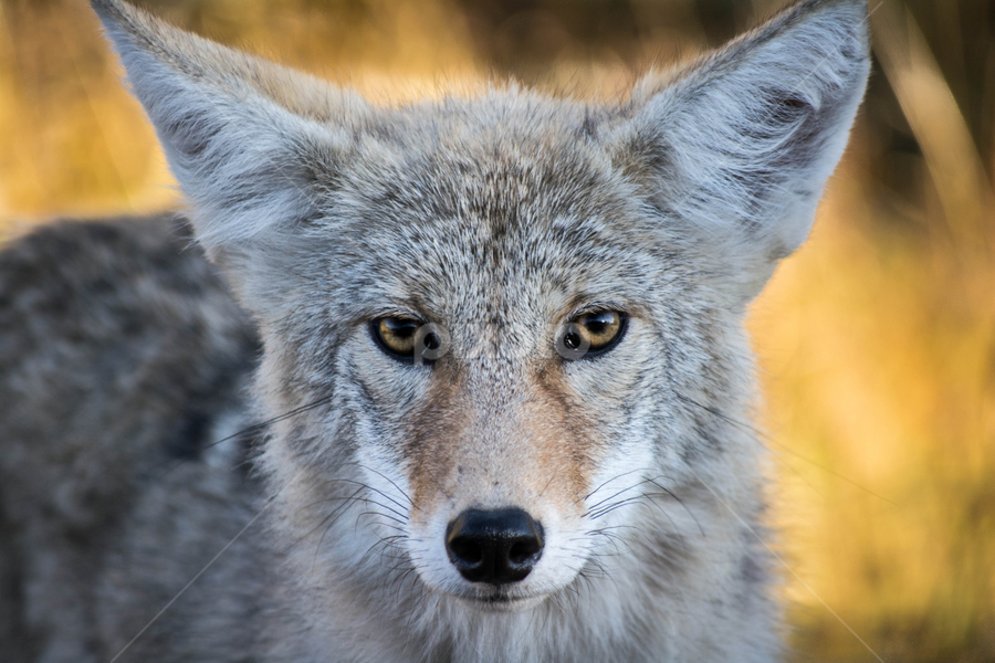Staredown by E.g. Orren - Animals Other Mammals