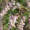 Metallic Green Bee (female)