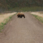 Alaskan Brown Bear