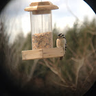 Downy Woodpecker